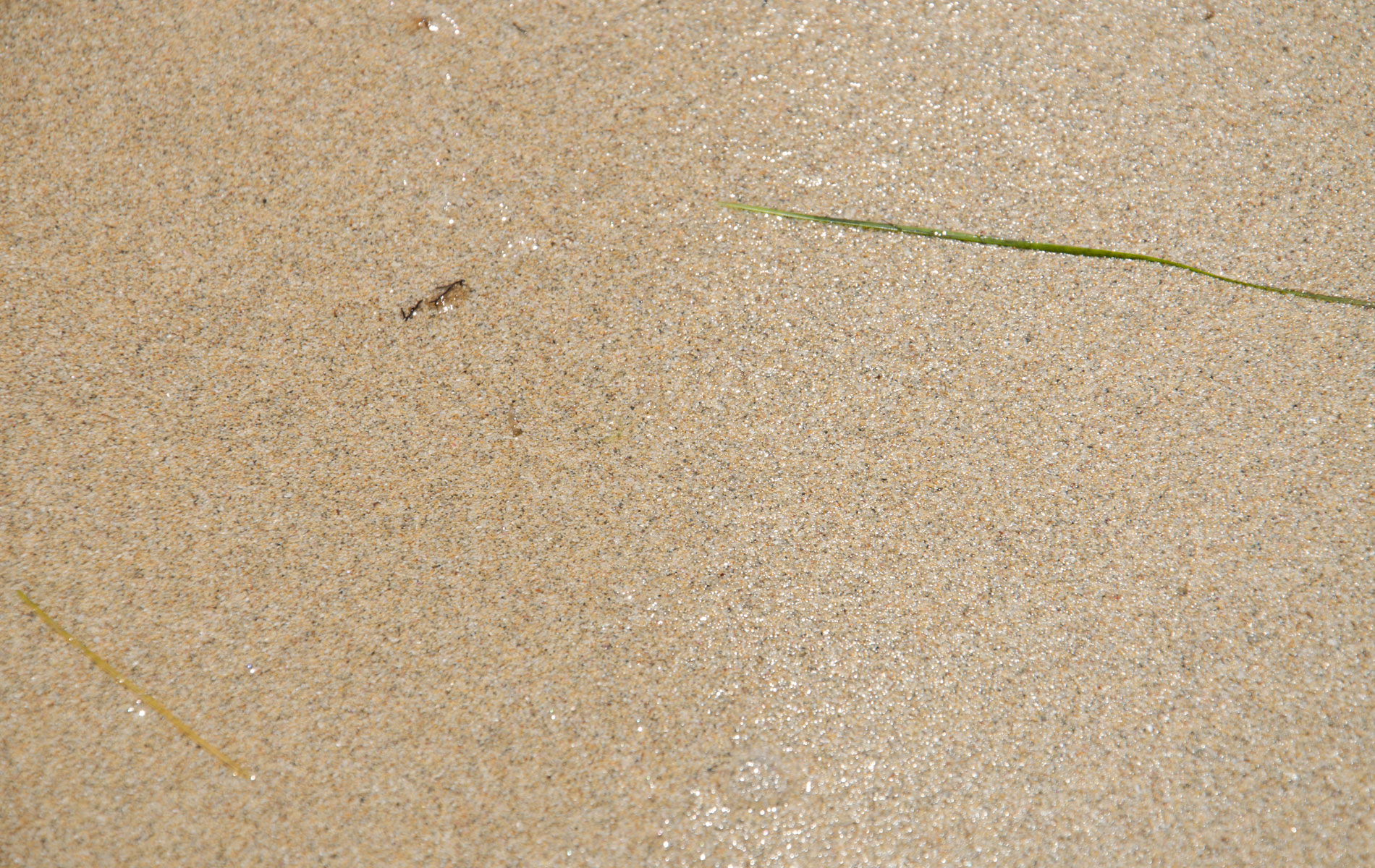 Мелкий Крымский песочек. Фото Заозёрного